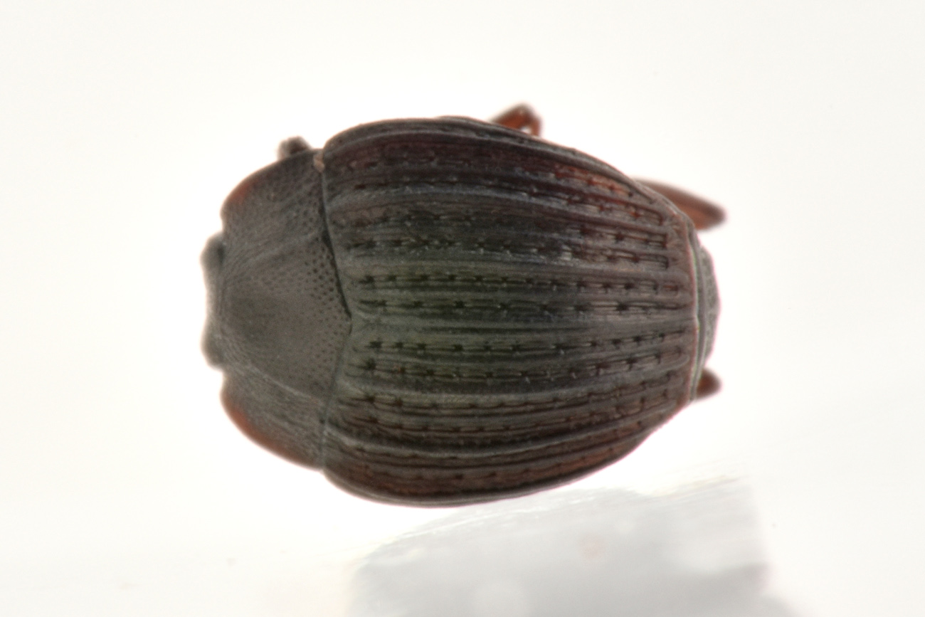 Histeridae: Onthophilus affinis